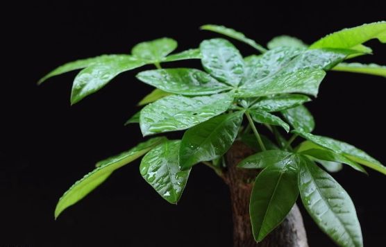 但是,植物毕竟五行属阴,而家宅是阳气聚集之地.