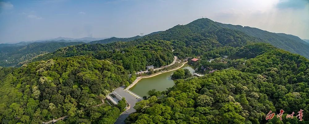 帽峰山下有道广州"网红"烧鸡,千只鸡就有千种味道!_手机搜狐网