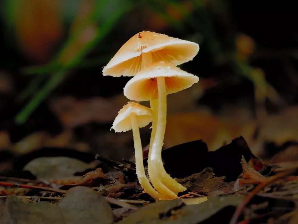 教你认几种致命毒蘑菇!