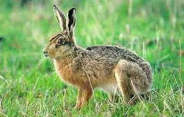 【杂交野兔种兔价格】杂交养野兔骗局