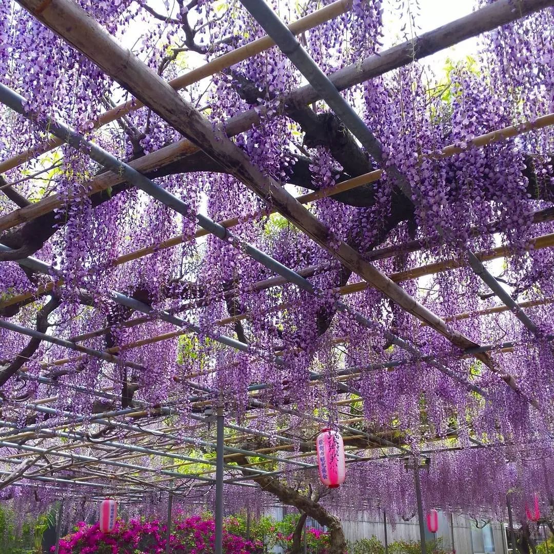 花开150年梦幻如仙境,五月在日本紫藤花海等你