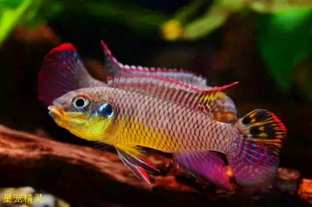 水族箱精灵,翡翠凤凰短鲷,地域型简单鉴别