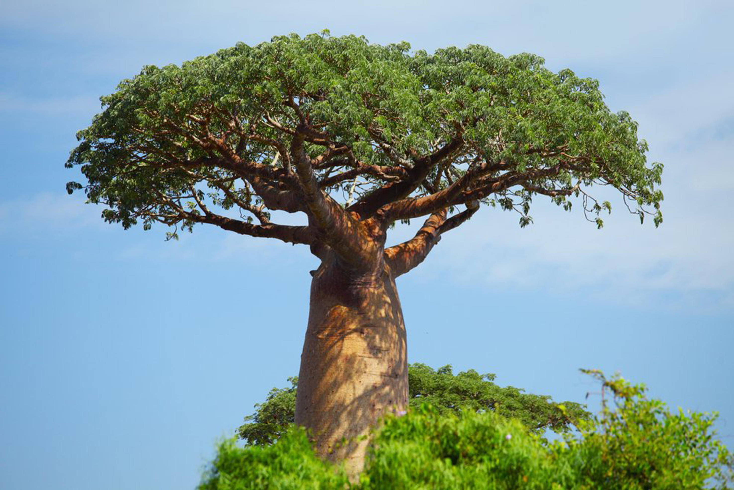 其它 正文  旅人树是植物界的老寿星之一,即使在热带草原那种干旱的
