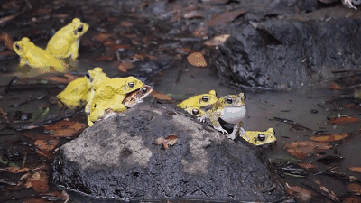 每当到了交配的季节,雄性的青蛙就会集体变色···当然,是从棕色