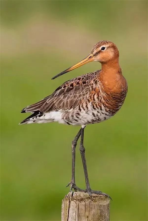 火烈鸟(phoenicopteridae)的金鸡独立可谓是独树一帜不知道在长腿鸟中