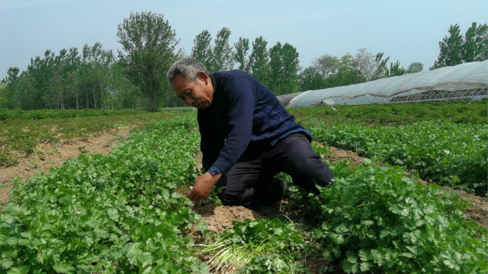 农村有种菜,有人讨厌有人爱,叶能促消化,籽能治牙疼