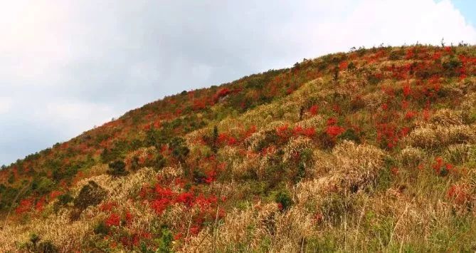 在闽侯的罗汉台徒步登山道上,就有着这样一片相当养眼的风景