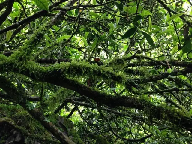 武夷山桐木关红茶采摘制作细节