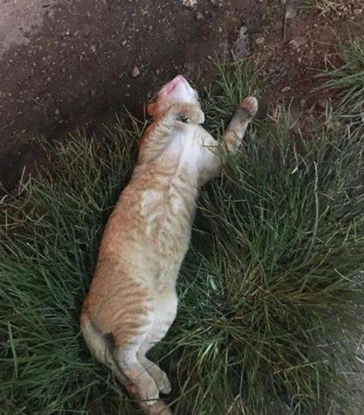 网友领养了这只猫咪后,经常被问:这猫是死了吗?