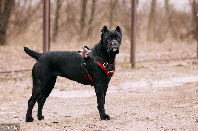 纯种卡斯罗犬价格卡斯罗犬参赛标准