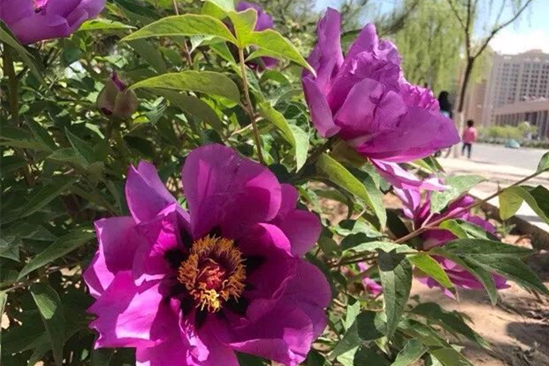 甘肃:临夏牡丹花成名多年 今日才知道河州牡丹节