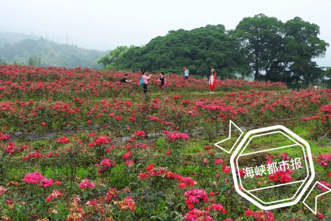 闽清建了座"花果山" ,300亩花海600年古树,还有