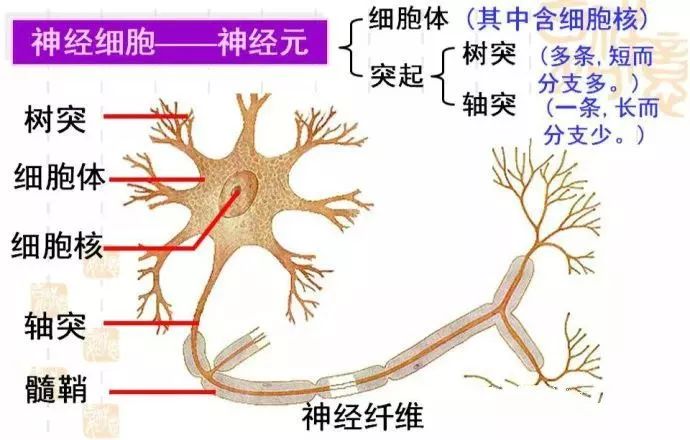 脑子里是什么东西?神经细胞---神经元