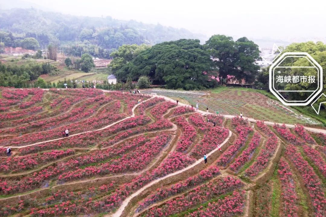 闽清建了座花果山300亩花海600年古树还有