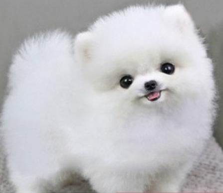 早期的博美犬体型比较大,而且大多都是白色的毛发.