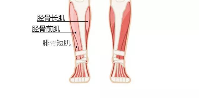 小腿后侧肌肉延伸至脚跟形成强壮的肌腱,称为阿基里斯腱,也就是我们