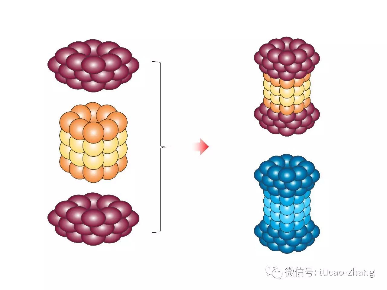 ppt科研作图⑨——蛋白酶体的绘制