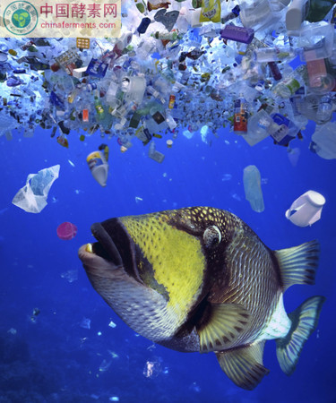 ▼塑胶垃圾目前已经占全球海洋污染物的三分之一.