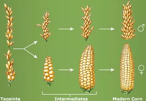 玉米的形态进化