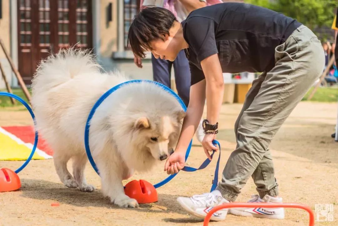 对于身材庞大的狗狗来说,这个项目变成了钻圈!