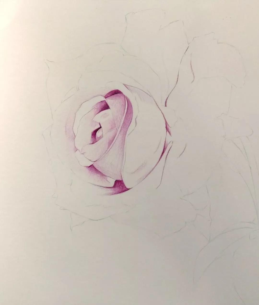 【彩铅教程】手绘一朵玫瑰花