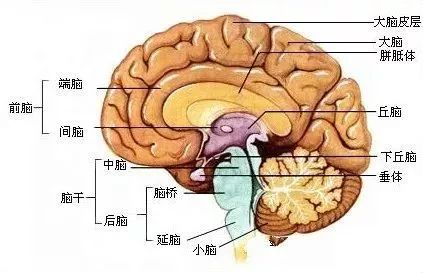 分为左半球和右半球,中间是沟回;右下角是小脑,中间浅绿色部分是脑干