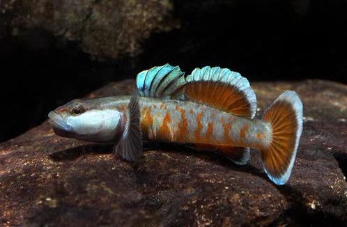 属虾虎鱼科,是一类体型很小的食肉性鱼类,国产虾虎目前生活在河流