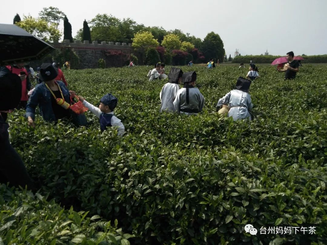 黄岩实验小学三(10|羊岩山问茶,可以坐下来慢慢聊.