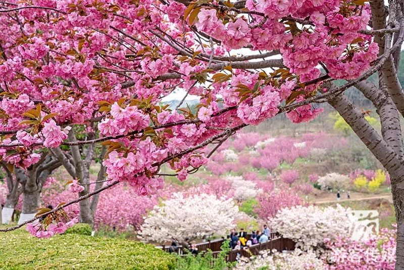 春水初生 春林初盛,旅顺203樱花园正在上演一场樱花雨.