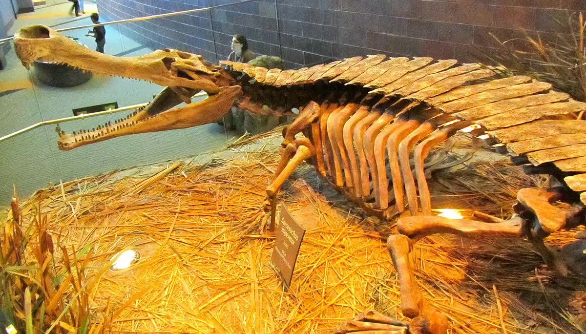 △ 博物馆中的帝鳄化石,其口鼻部很长