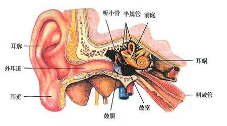 耳朵淌水怎么办