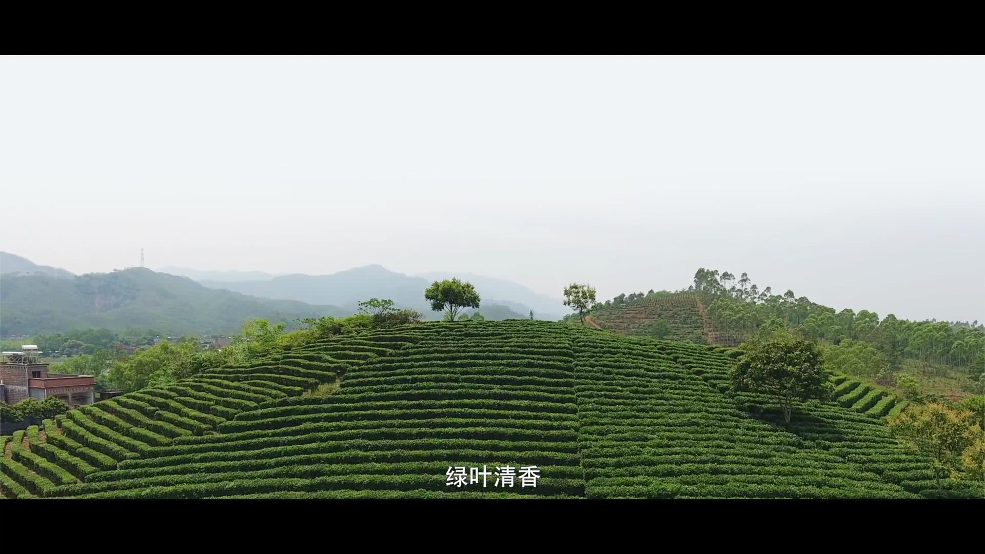 柏塘山茶节首部宣传片上线带你探秘世界长寿之乡