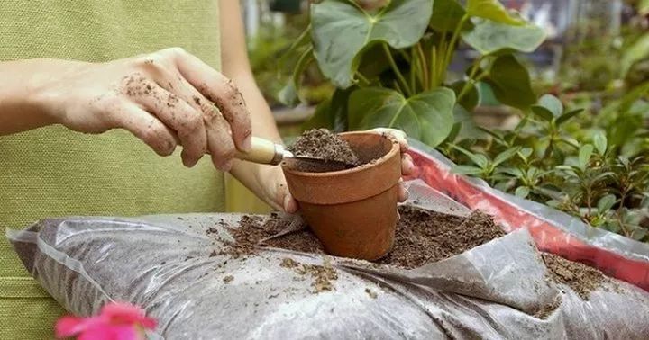 用香蕉皮来制作肥料的10种方法吃完的果皮不要丢了