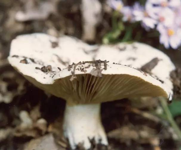 新疆山区最常见的蘑菇辨别方法,图文对照,太详细了!