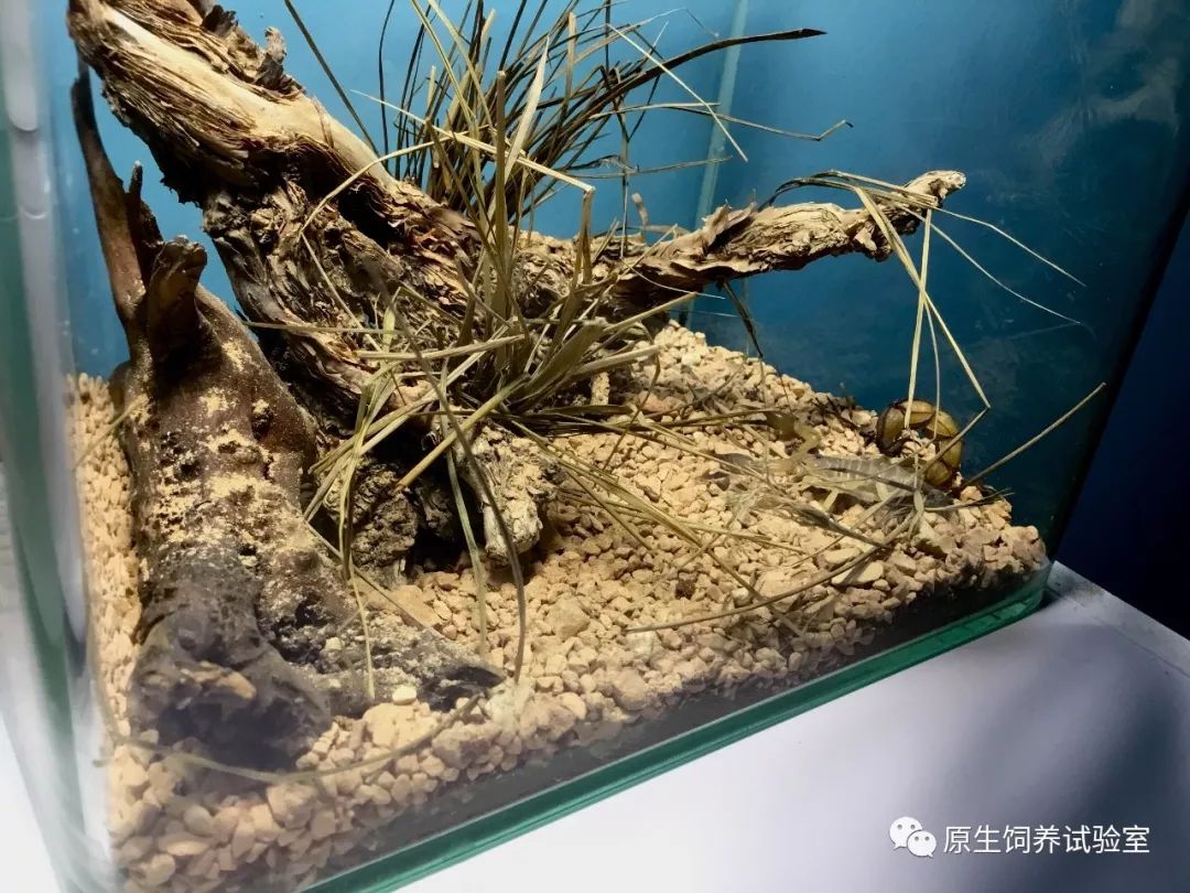 蝎子还能玩儿造景!教你制作沙漠蝎原生缸!