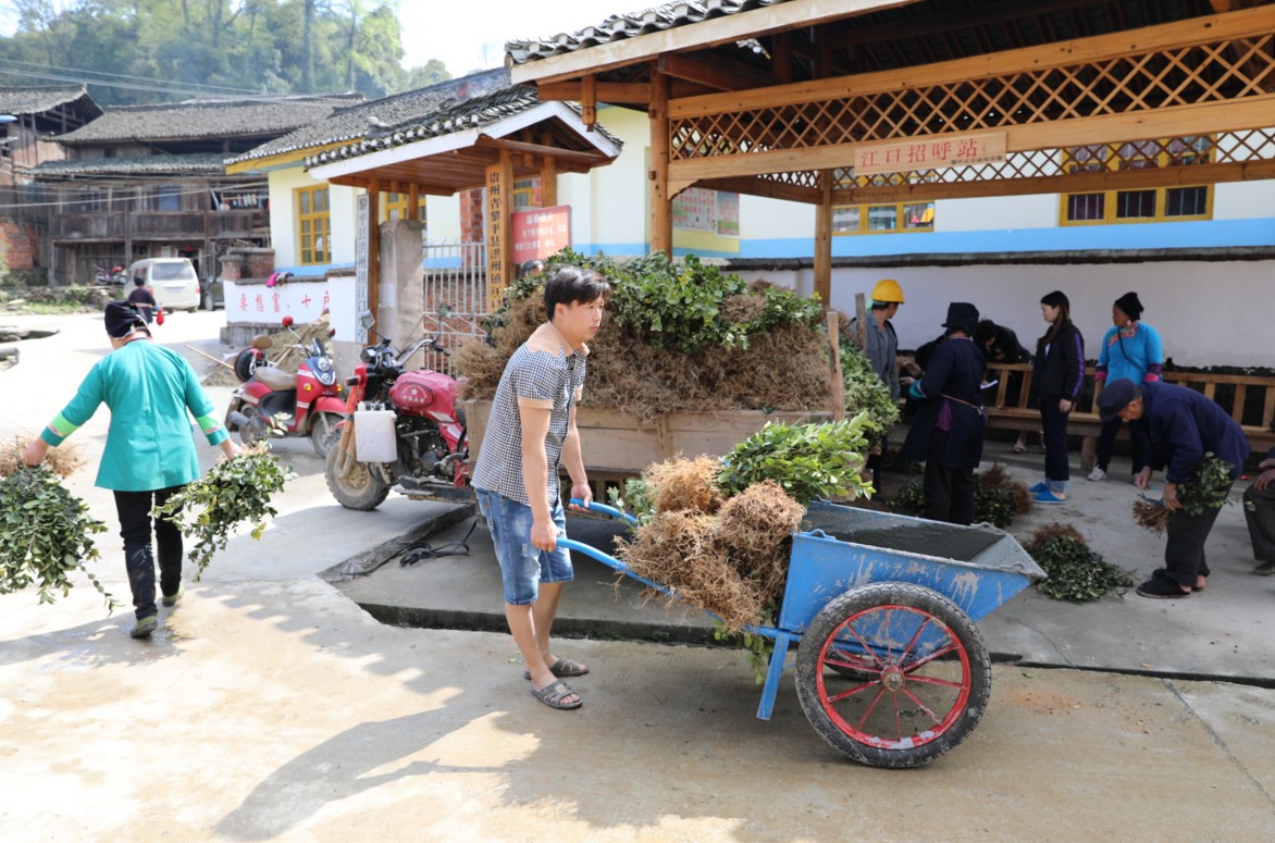 黎平县洪州镇群众种植油茶树万亩荒山变金山