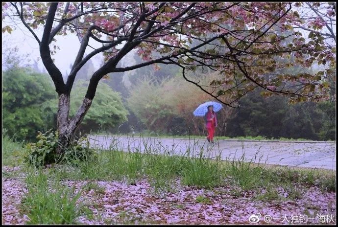 花瓣雨刷屏!青岛人的朋友圈诗兴大发!一夜之间捧红了这座城!