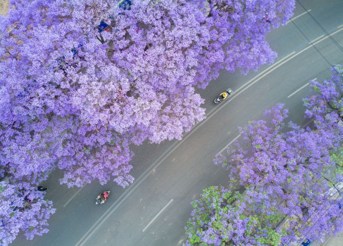 近年来,西昌城区大面积种植蓝花楹,目前已有 4000余棵蓝花楹.