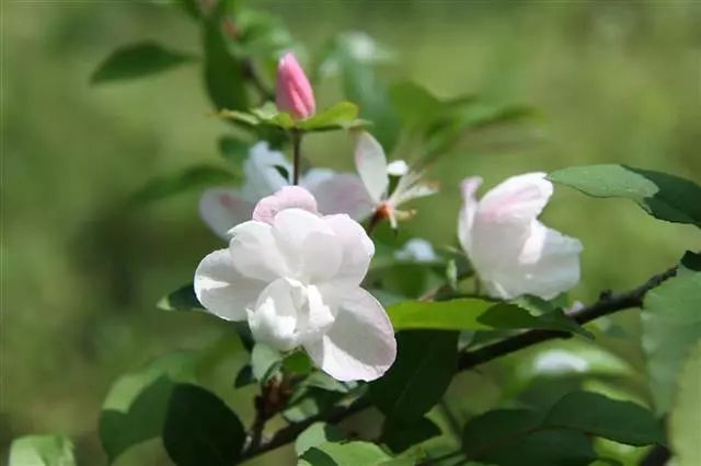 什么是湖北海棠 湖北海棠,又名茶海棠,是一种长在鄂西深山里落叶小