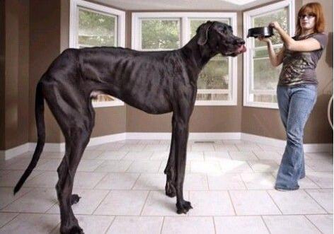 盘点世界上最大的狗,"大丹犬"!