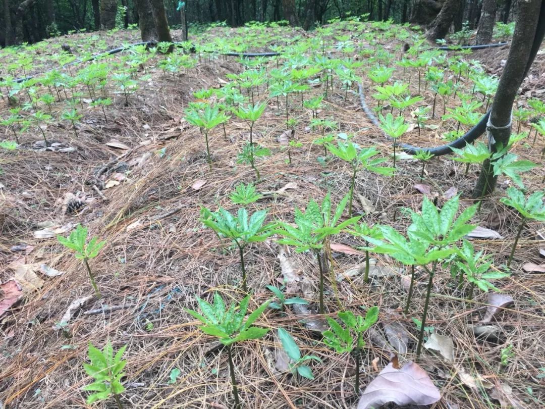 从哀牢山到无量山,从高山密林到河谷小坝,从林下中药材种植到露地