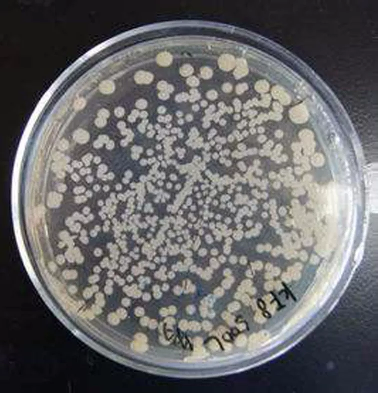 (相差显微镜直接观察;芽孢染色)所以芽胞的存在足以构成威胁洁净区微