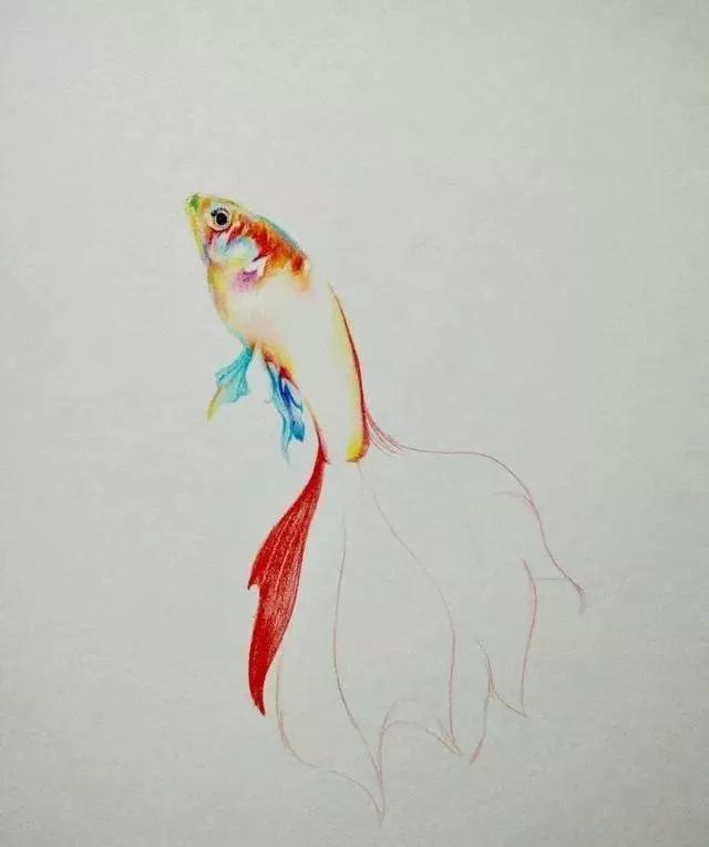 彩铅手绘金鱼教程,年年有鱼呀第二步:金鱼颜色大家可以随意,整体协调