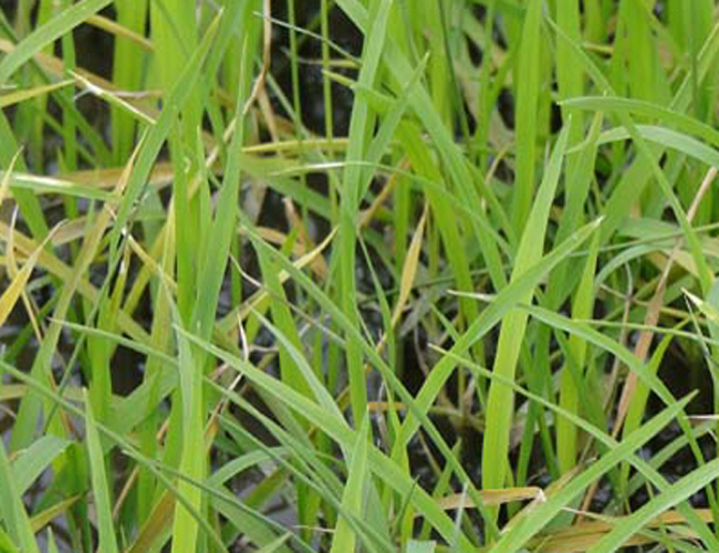 水稻青枯病有两种,一种是水稻秧田期的生理性青枯病,发生比较常见,常