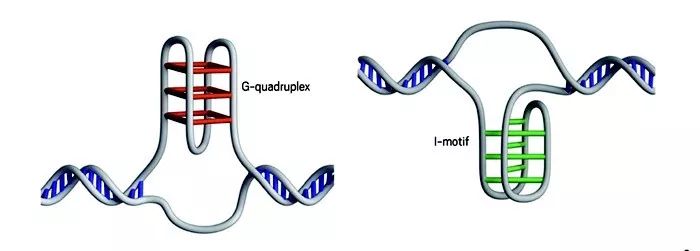 dna单链上的g和g配对,就形成了g-四链体(g-quadruplex)[3,4]; c与c