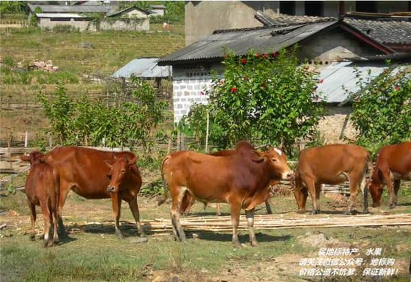 广南高峰黄牛为地理标志证明商标.