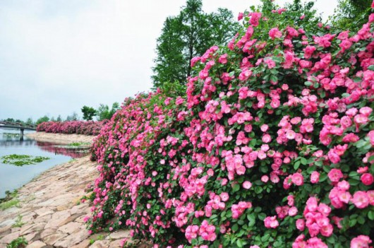 安吉拉月季花墙图片来源:上海辰山植物园