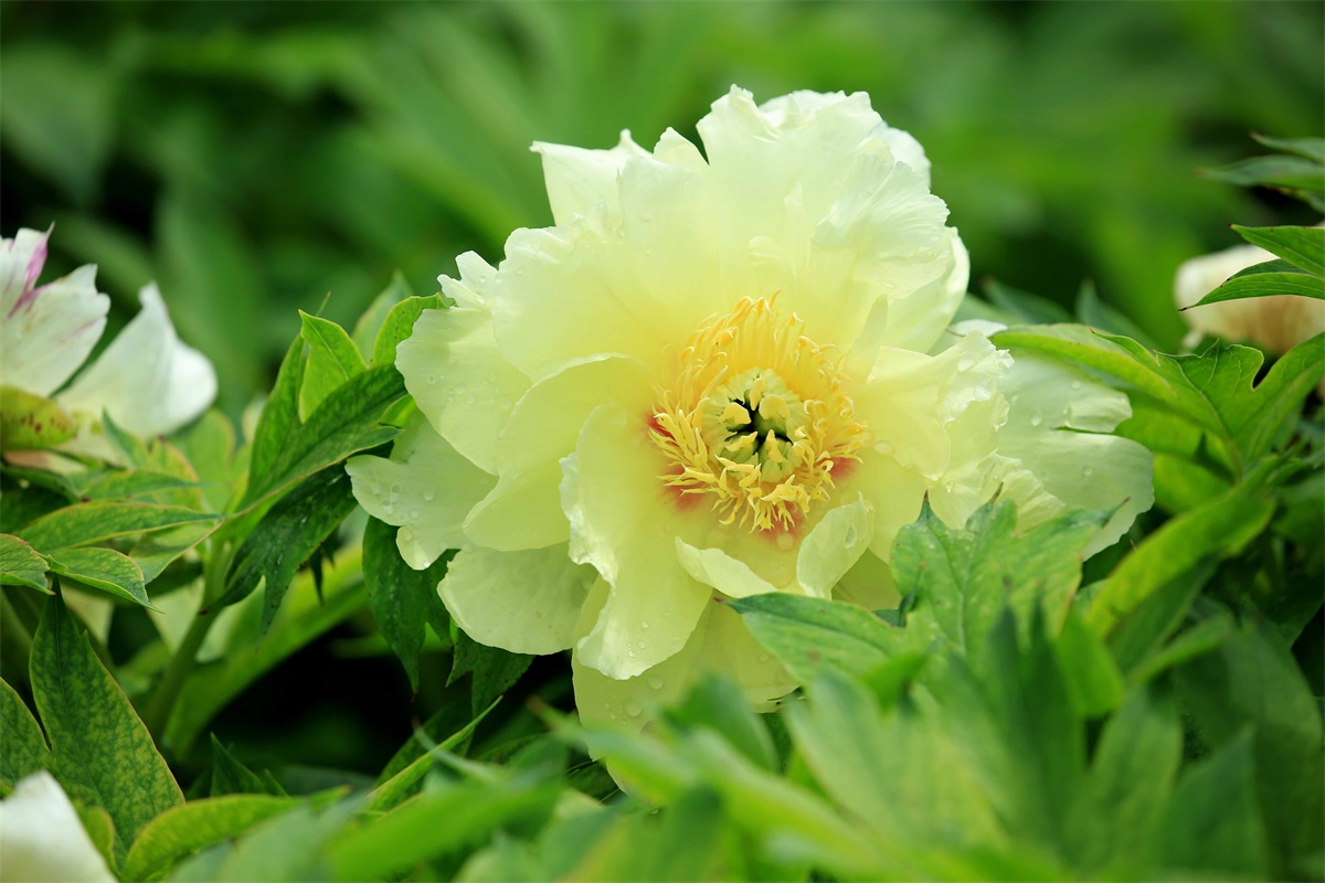 花园珍宝重瓣牡丹——芍药和牡丹杂交的特晚开品种