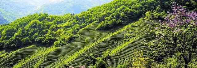 好山好水出好茶丨省旅游委发布19条茶文化旅游线路采茶赏春品味自然