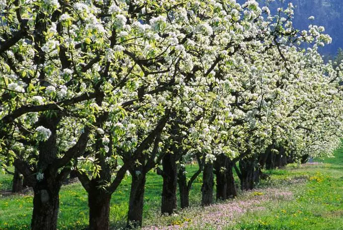 桃树和梨树不宜混栽原因:两者混栽的时候,梨小食心虫发生比较严重.